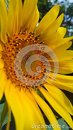 Sunflowers, yellow flowers with their beauty good for making a background Stock Photo