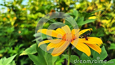 sunflowers yellow insects sitting, Tithonia diversifolia Mexican Sunflower Stock Photo