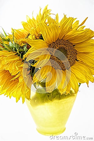 Sunflowers in yellow vase isolated on white background Stock Photo