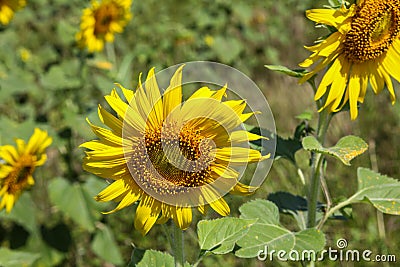 The sunflower are born in winter period or the end of year. Stock Photo