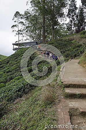Sungai Palas BOH Tea House, one of the most visited tea house by tourists in Cameron Highland, Malaysia Editorial Stock Photo