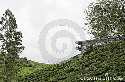 Sungai Palas BOH Tea House, one of the most visited tea house by tourists in Cameron Highland, Malaysia Editorial Stock Photo