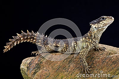 Sungazer (Smaug giganteus) Stock Photo