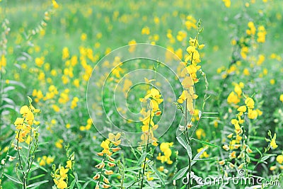 Sunhemp flower field crotalaria juncea ,Indian hemp or madras hemp with solf pastel tone Stock Photo