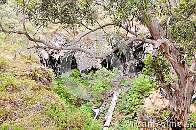 Sunken Forest: Lake Cave, Western Australia Editorial Stock Photo