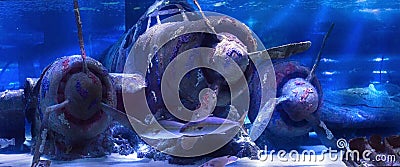 Sunken plane under water in Antalya aquarium of Turkey Editorial Stock Photo