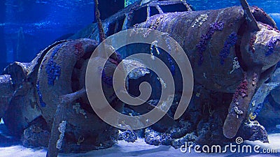 Sunken plane under water in Antalya aquarium of Turkey Editorial Stock Photo