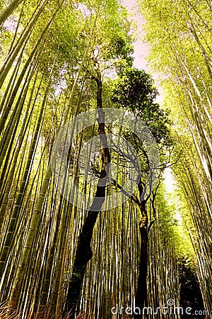 Sunlight at Arashiyama Bamboo Grove, Kyoto, Japan Editorial Stock Photo