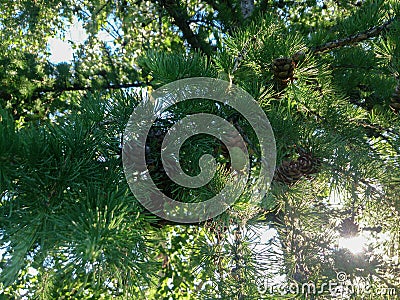 Sunlight breaking throung larch needles Stock Photo