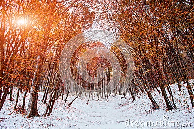 Sunlight breaks through the autumn leaves of the trees in the early days of winter. Stock Photo