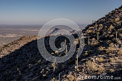 Sunlight Breaks Over The Ridge Revealing Tall Saguaro Cactus Stock Photo