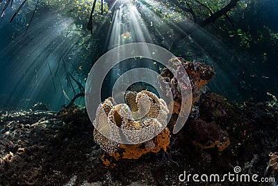 Sunlight and Coral Garden in Blue Water Mangrove, Raja Ampat Stock Photo