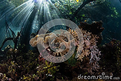 Sunlight and Coral Garden in Mangrove Forest Stock Photo