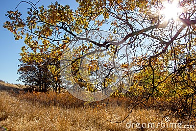 Sunlight creates intense colors of gold, yellow and orange amongst the grasses and trees of Snow Mountain Ranch Stock Photo