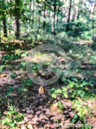 Sunlight on a delicate spider web between the trees in a green forest. Raindrops on the spider web. Sunlight filtering Stock Photo