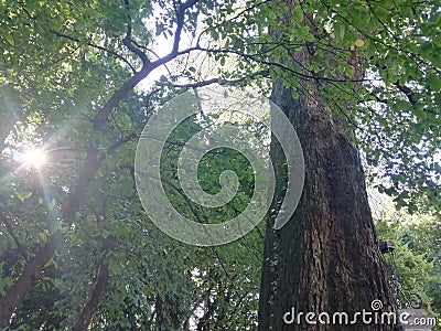 sustainable energy from the sun forest tree environmental Stock Photo