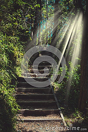 Sunlight flowing over stairway in the forest Stock Photo