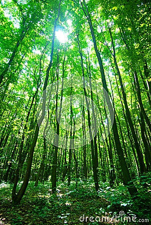 Sunlight through Forest Stock Photo