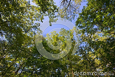 Sunlight Through Forest Canopy Stock Photo