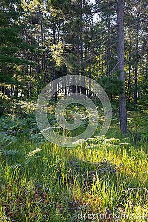 Sunlight through forest in summer at Pictured Rock National Lakeshore Stock Photo