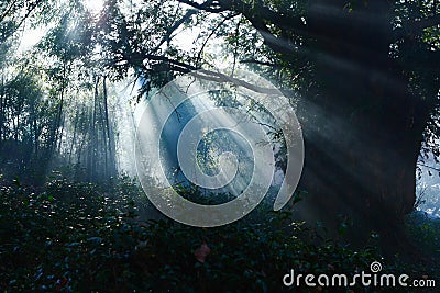 Sunlight in forests Stock Photo
