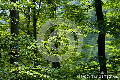 Sunlight in the Green Beech Forest Stock Photo