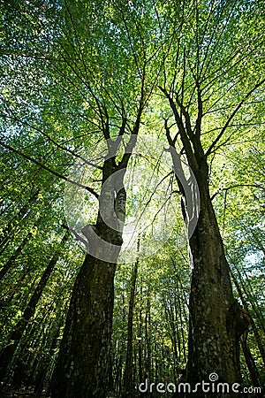 Sunlight through the green foliage of crowns trees, bottom view Stock Photo