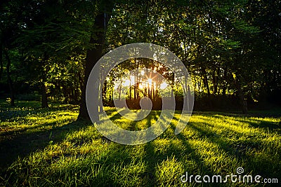 Sunlight green forest in summer time Stock Photo