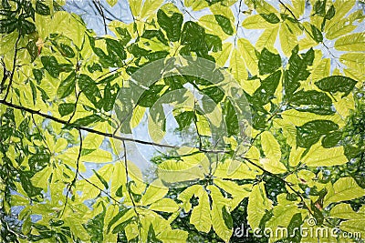 Sunlight through green leaves. Hornbeam Carpinus Stock Photo