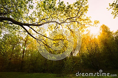 Sunlight Through Green Tree Crown - Low Angle View Stock Photo