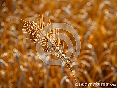 Sunlight highlighting the texture of ripe wheat ears Stock Photo