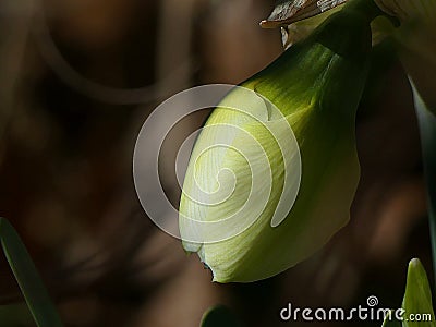 When sunlight hit its petals; a daffodil getting ready to burst into flower and bloom Stock Photo