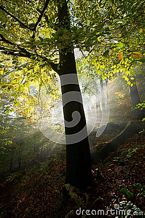 Sunlight illuminates the tree in the forest during morning Stock Photo