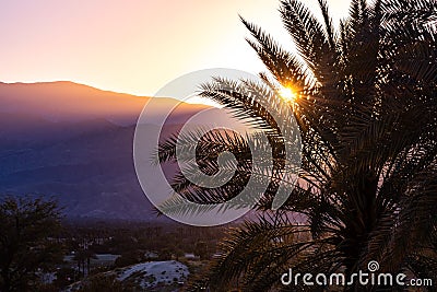 Sunlight illuminating a palm tree at sunset, Palm Springs, California Stock Photo