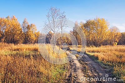 A sunny morning in autumn willow woods Stock Photo