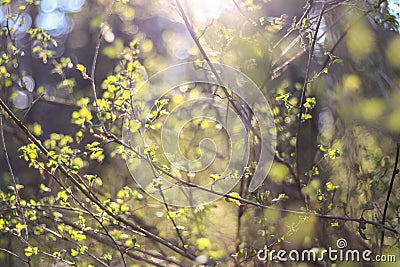 Sunlight in Latvian forest. Stock Photo