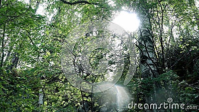 Sunlight makes its way through green foliage of forest. Stock footage. Lovely warm day to go hiking in forest for Stock Photo