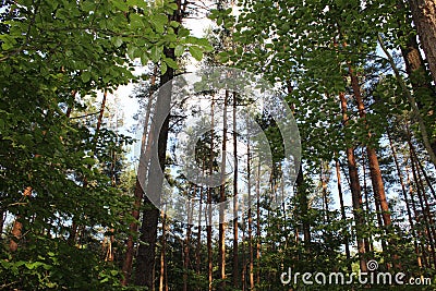 Sunlight makes its way through a pine forest. Stock Photo