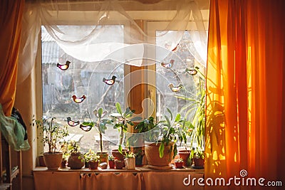 Sunlight from outside window streams into a room thick yellow curtains and white tulle. Plants and trees on a windowsill Stock Photo