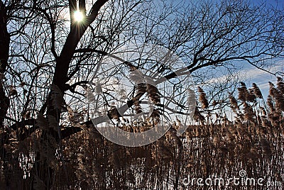 Sunlight over tree silhouette, reeds, blue sky with clouds Stock Photo