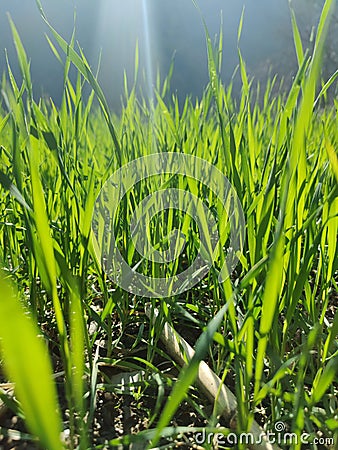 Sunlight passes through green grass Stock Photo