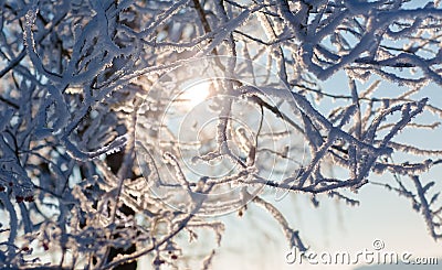 Sunlight passes through a tree with branches in the frosty day Stock Photo