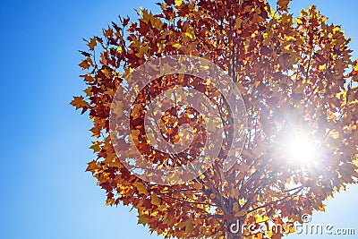 Sunlight penetrate autumn tree with blue sky Stock Photo