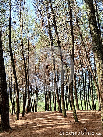 Sunlight penetrating the pine forests Stock Photo