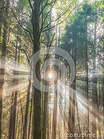 Sunlight pictured through forest trees Stock Photo