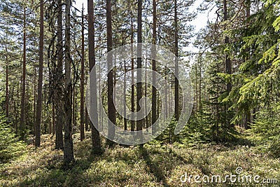 Sunlight in pine forest in Sweden Stock Photo