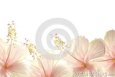 Sunlight pink hibiscus flower border background Stock Photo