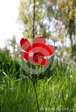 Sunlight through poppy petals Stock Photo