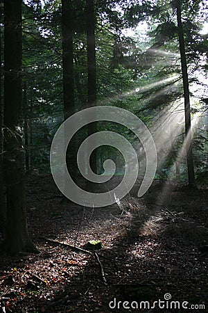 Sunlight reaching forest floor Stock Photo