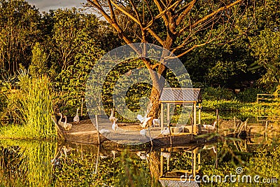 Sunlight reflection in pond with group of goose near pond surrounded by nature forest Stock Photo